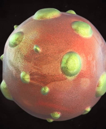 1997den-sonra-yeniden-gundemde-hantavirus-pandemiye-donusur-mu-rhUKMKkM.jpg