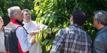 adana kiraz hasadı
