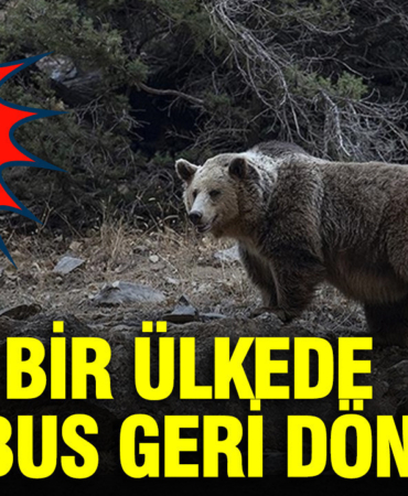 japonyada-kabus-geri-dondu-ayi-saldirilari-basladi-xdCR1GgI.jpg