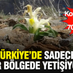 turkiyede-sadece-bir-bolgede-yetisiyor-tesadufen-goruntulendi-koparmanin-bedeli-700-bin-tl-5vCYUhZU.jpg