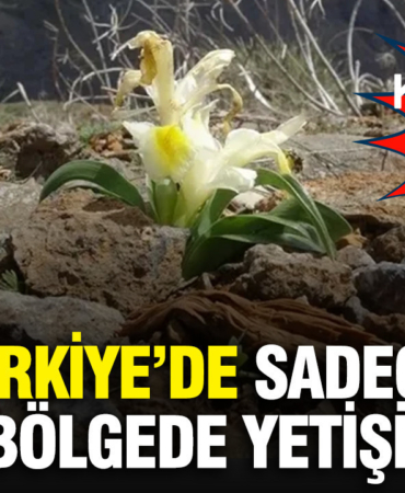 turkiyede-sadece-bir-bolgede-yetisiyor-tesadufen-goruntulendi-koparmanin-bedeli-700-bin-tl-5vCYUhZU.jpg