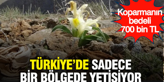 turkiyede-sadece-bir-bolgede-yetisiyor-tesadufen-goruntulendi-koparmanin-bedeli-700-bin-tl-5vCYUhZU.jpg