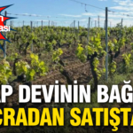 turkiyenin-koklu-sarap-markasinin-baglari-icradan-satisa-cikariliyor-rSNlWKM7.jpg